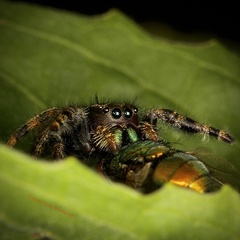 Phidippus audax
