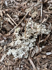 Bryopsidales
