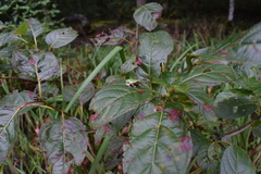 Hyla chrysoscelis