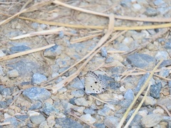 Megisba malaya sikkima