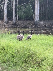 Anseranas semipalmata