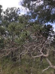 Banksia attenuata