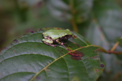 Hyla chrysoscelis