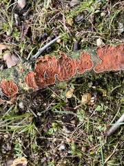 Punctularia strigosozonata