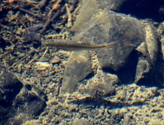 Ptychocheilus grandis