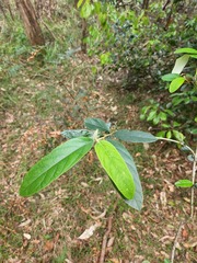 Alphitonia excelsa