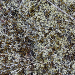 Racomitrium lanuginosum