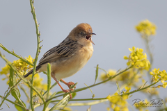 Cisticola exilis