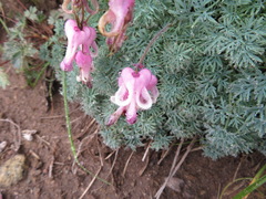 Dicentra peregrina