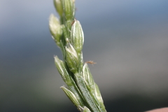 Digitaria henryi