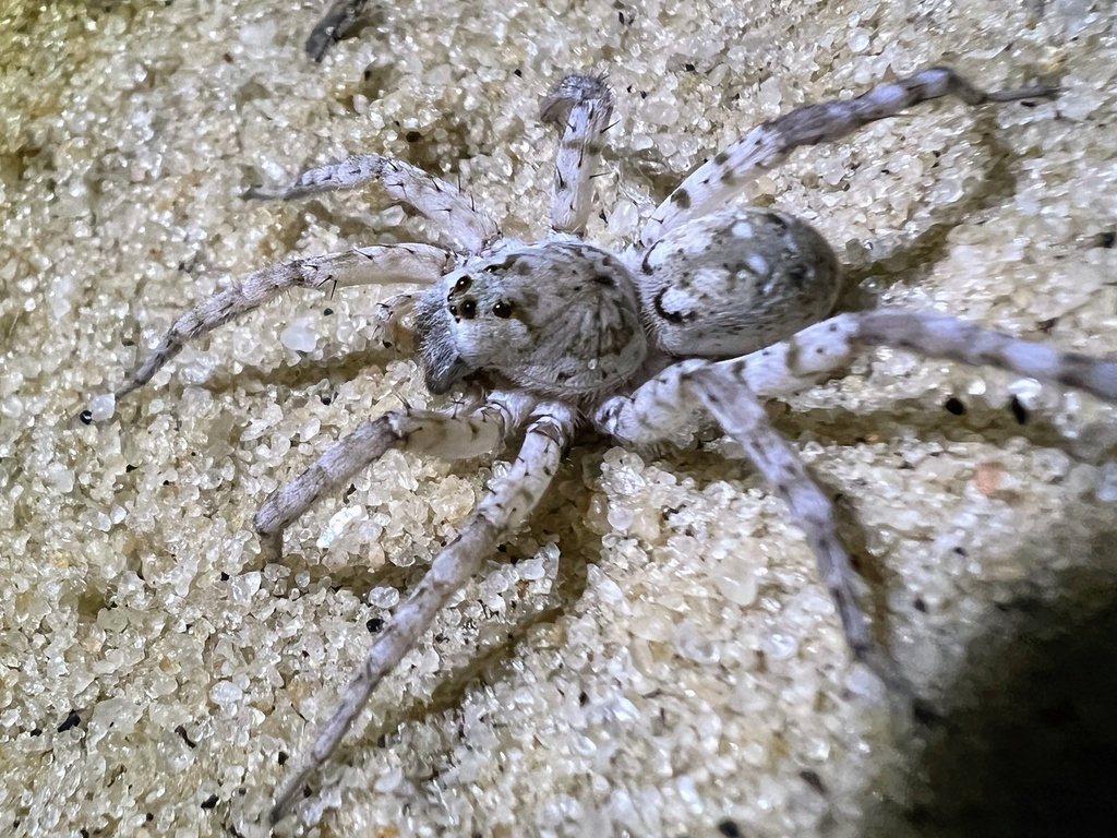Shoreline Wolf Spider