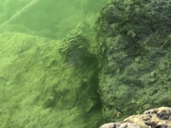 Sphoeroides testudineus