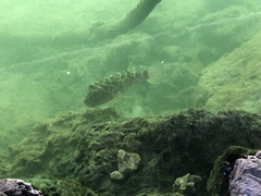 Sphoeroides testudineus