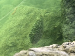 Sphoeroides testudineus