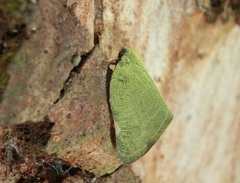 Ricania sublimata