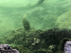 Sphoeroides testudineus