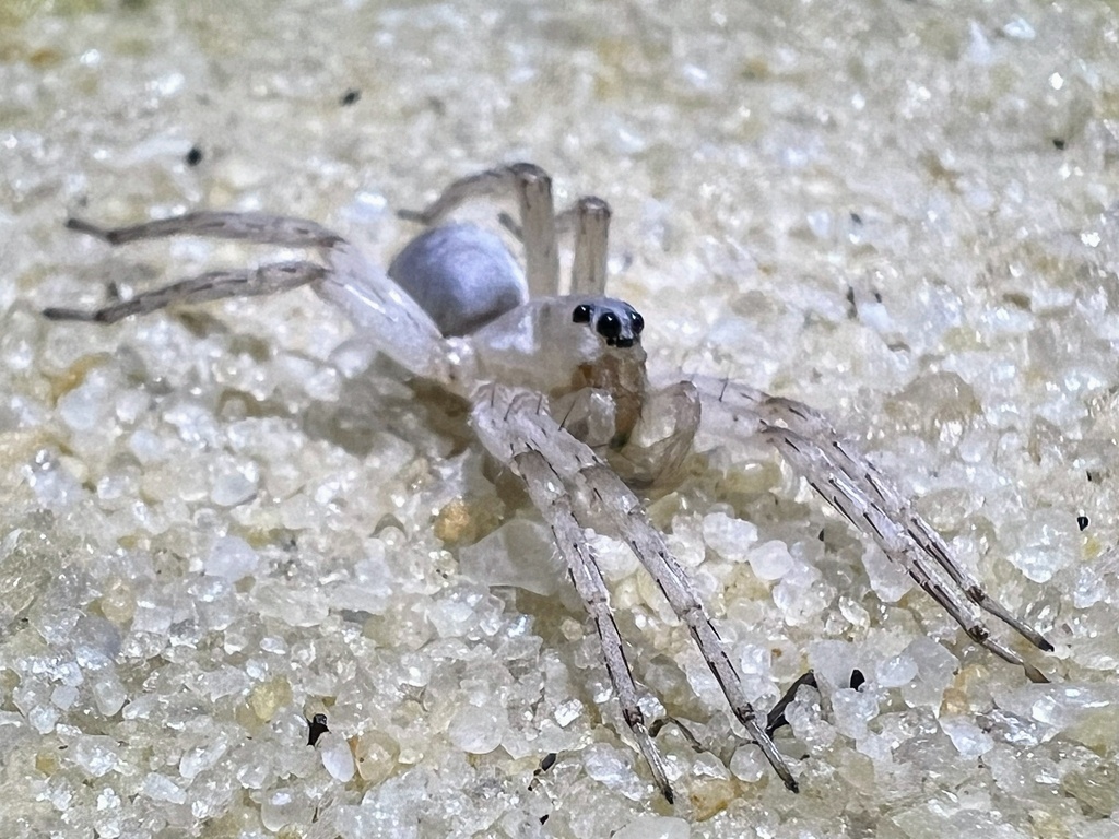 Santa Rosa Wolf Spider