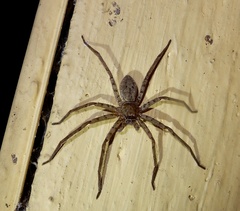 Heteropoda venatoria