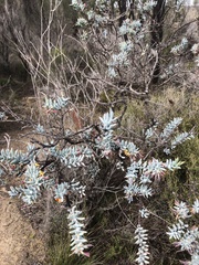 Daviesia pachyphylla