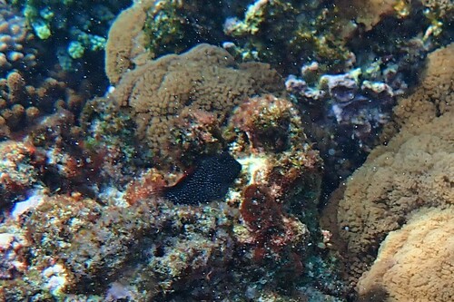 Cirripectes alboapicalis observed 2022-09-30