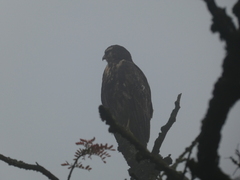 Geranoaetus melanoleucus