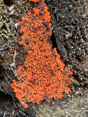 Hemitrichia decipiens