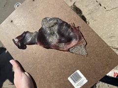 Chondracanthus exasperatus