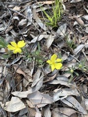 Hibbertia obtusifolia