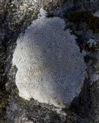 Lecanora rupicola