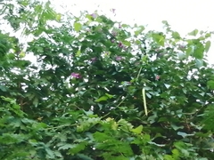 Fridericia