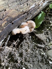 Lentinellus