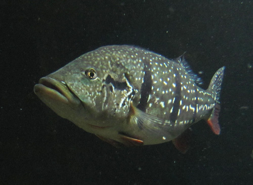 South and Central American Cichlids
