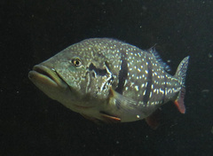 Speckled Pavon photo 3
