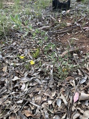 Hibbertia obtusifolia