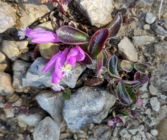 Polygaloides paucifolia