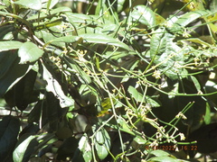 Orthosia scoparia
