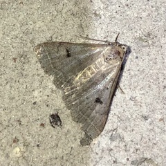 Bleptina caradrinalis