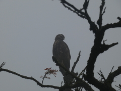 Geranoaetus melanoleucus