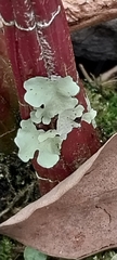 Tremella fuciformis