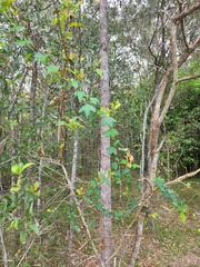 Passiflora aurantia aurantia