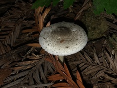 Lepiota atrodisca