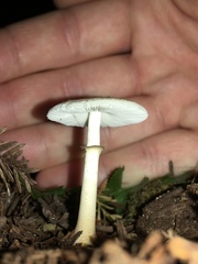 Lepiota atrodisca