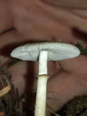 Lepiota atrodisca