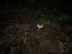Lepiota atrodisca