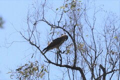 Hieraaetus morphnoides