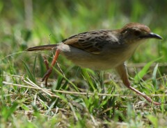 Cisticola