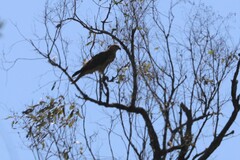 Hieraaetus morphnoides