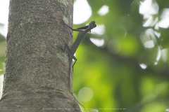 Draco melanopogon