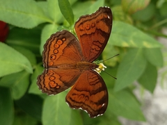 Junonia hedonia ida