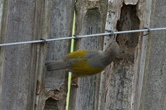 Camaroptera brachyura